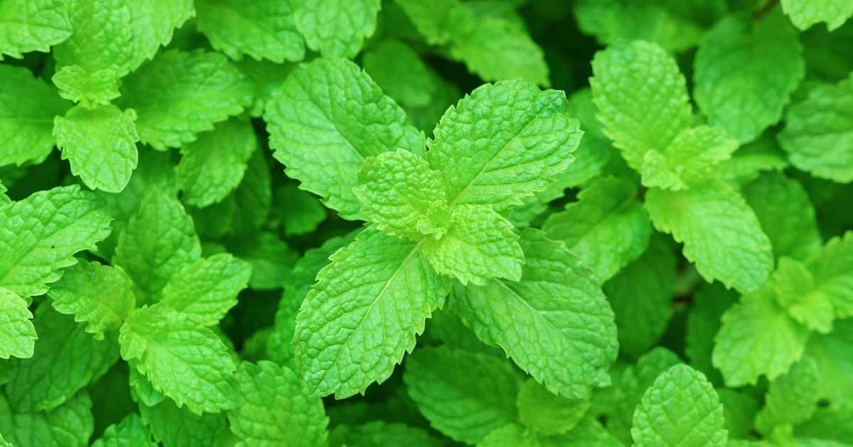 Kasszia illóolaj-fahéj-planttherapy.hu